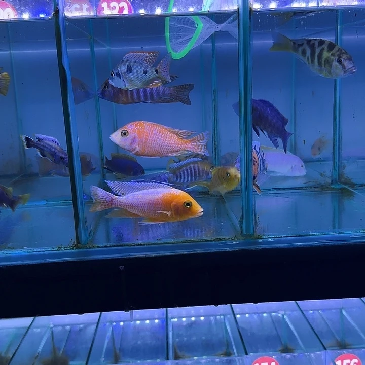 @***个慈鲷鱼24条11111111111