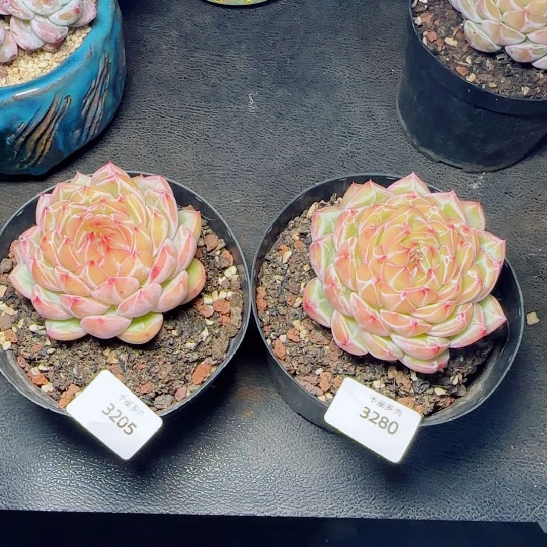 ୧****雪花珍妮，3205 3280多肉植物