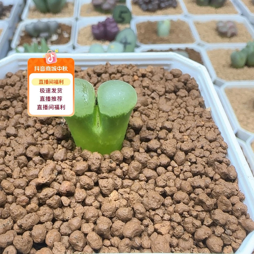 我***卡哈哈哈哈哈哈哈53507
