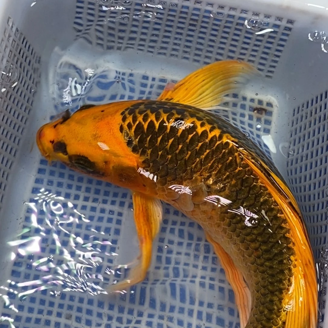 锦鲤冷水锦鲤包邮