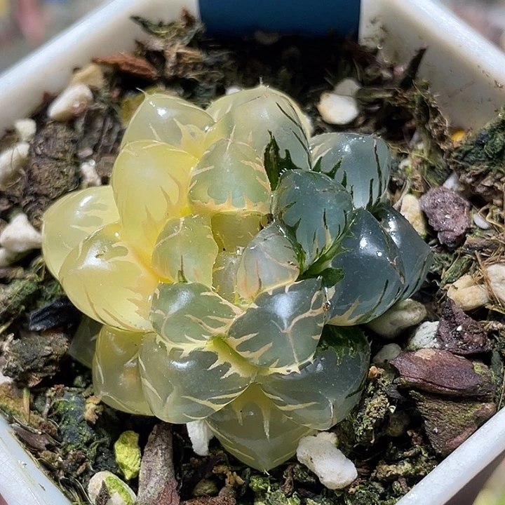 506糊斑水中月锦特选福利