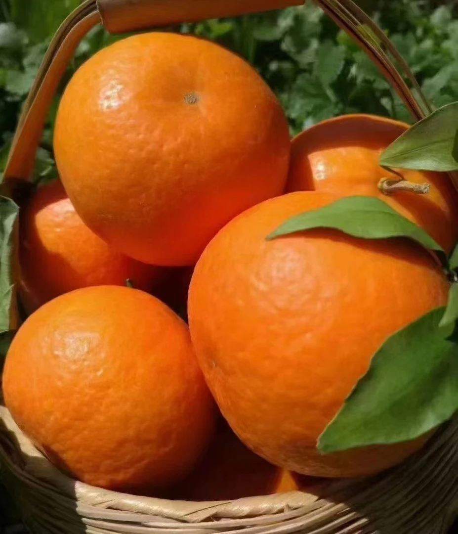 广西正宗武鸣沃柑水果，产地直销，现摘现发，沃柑1分酸（九分甜）