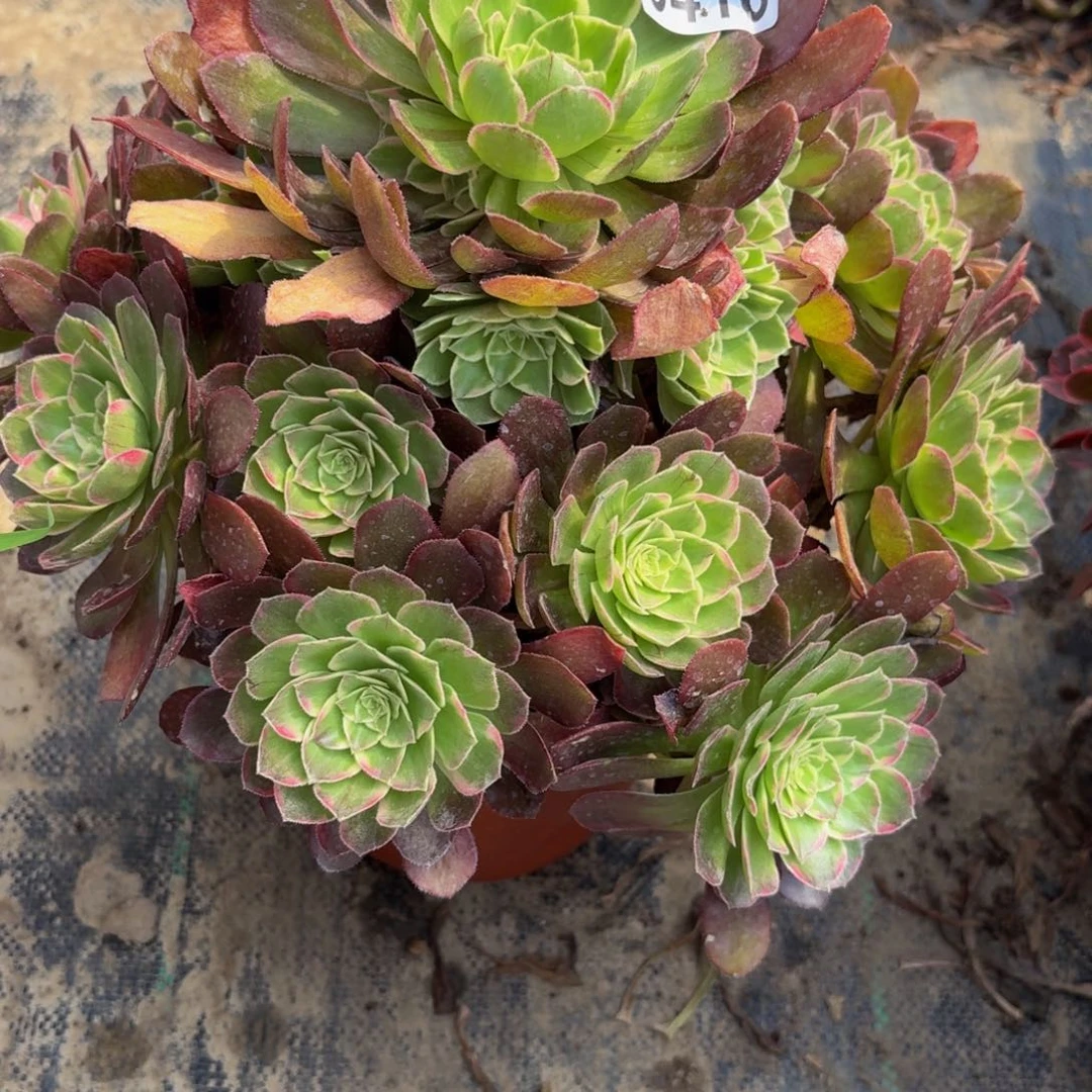 无花朵416多肉植物捧花的