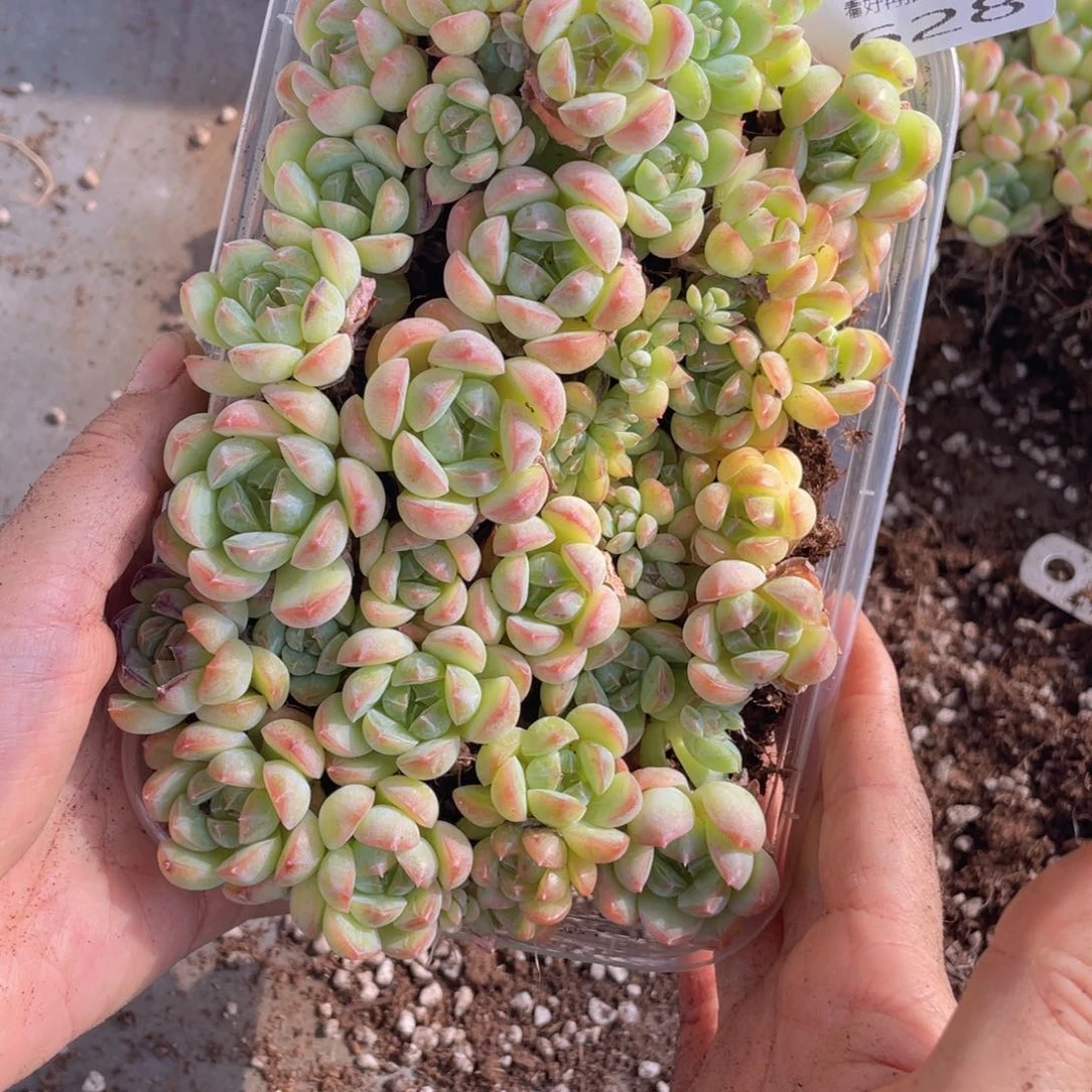 糕大上多肉植物628