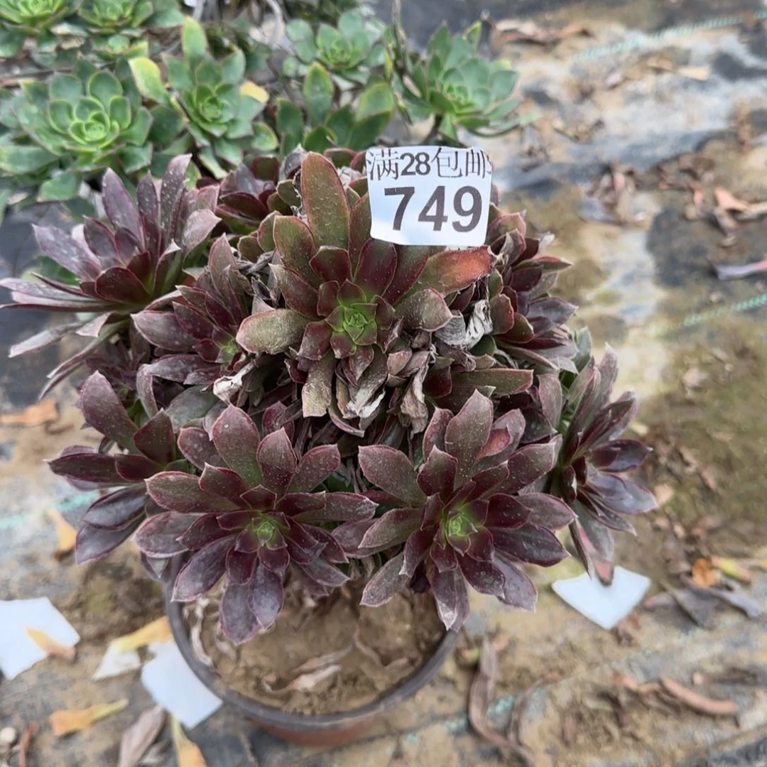女王多肉749满28包邮断枝不包