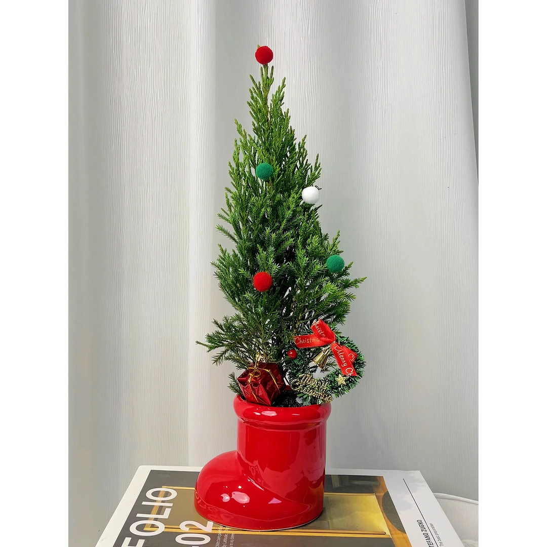 小塔柏室内绿植盆栽好看好养桌面绿植花卉