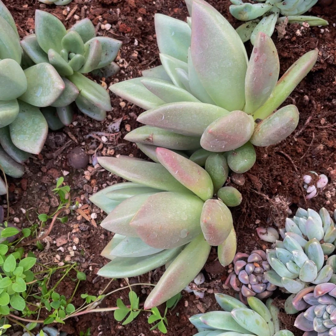 三*好姑娘多肉，杂交