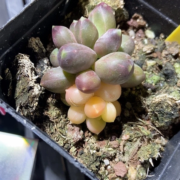 多肉植物千代田锦616