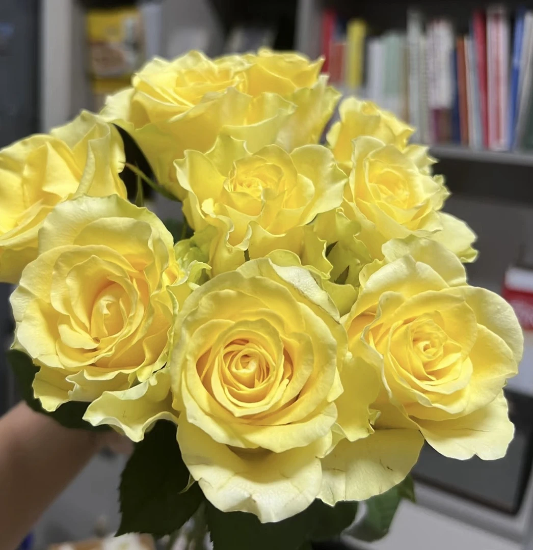 浪漫沙滩 新品切花 灌木 月季小苗