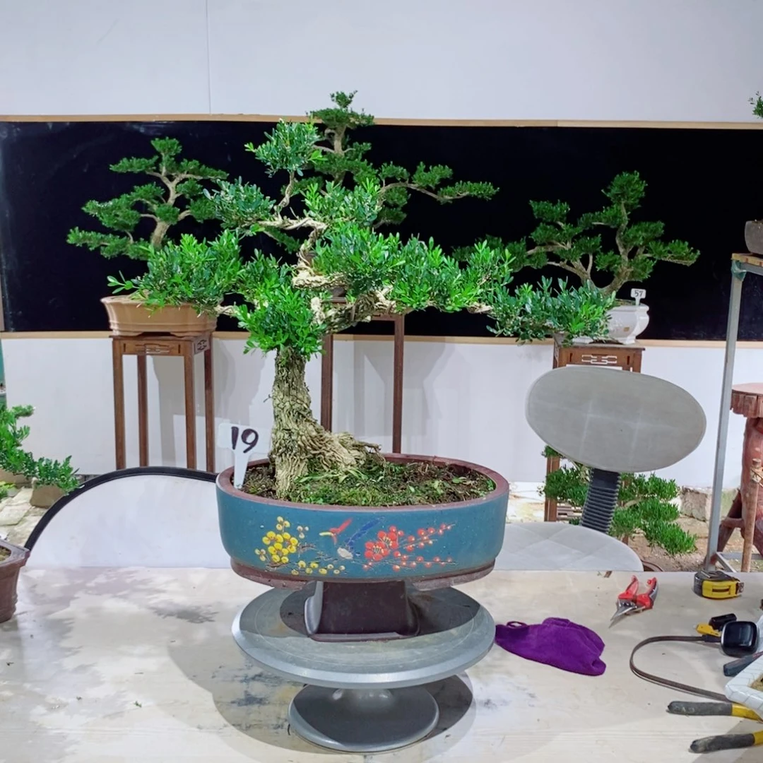 无花朵广东皱皮雀舌黄杨