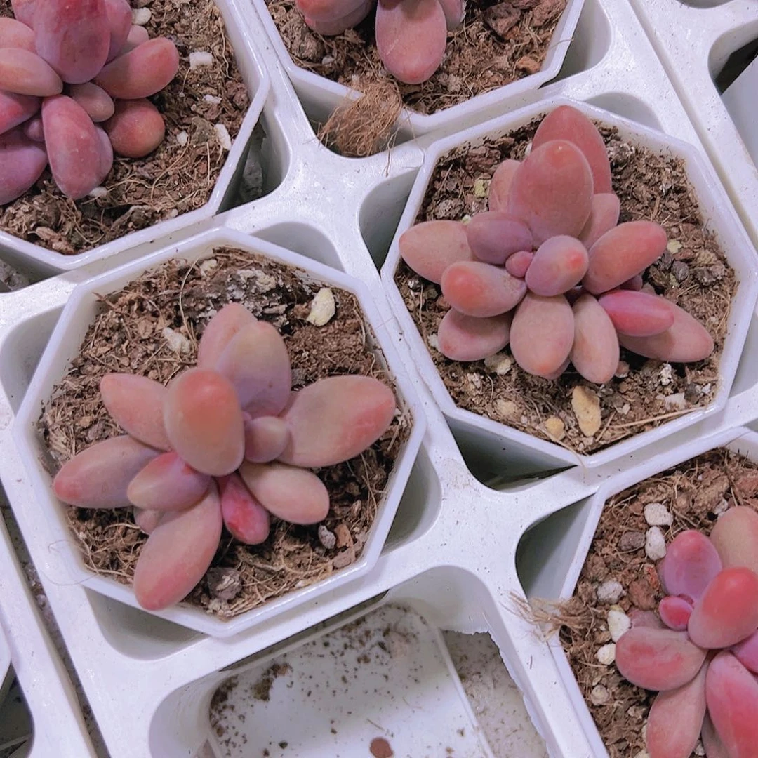 糖果美人19包邮多肉