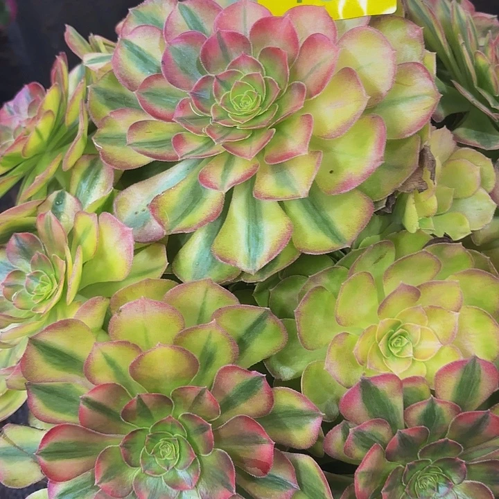 哈哈多肉葡萄福利483个