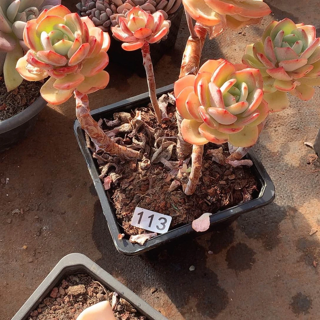 113 一物一拍多肉