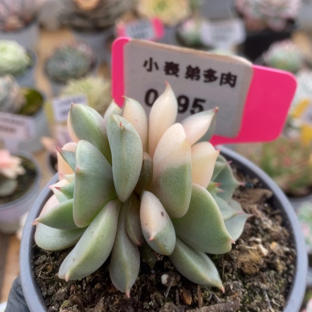 095贝加尔湖锦锦锦锦锦