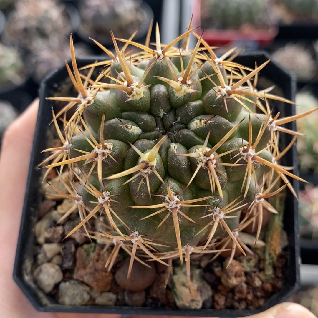 929豪刺登阳丸植播园艺
