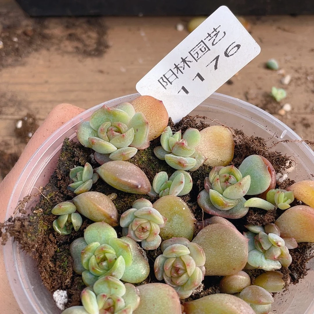 多肉植物多肉植物1176