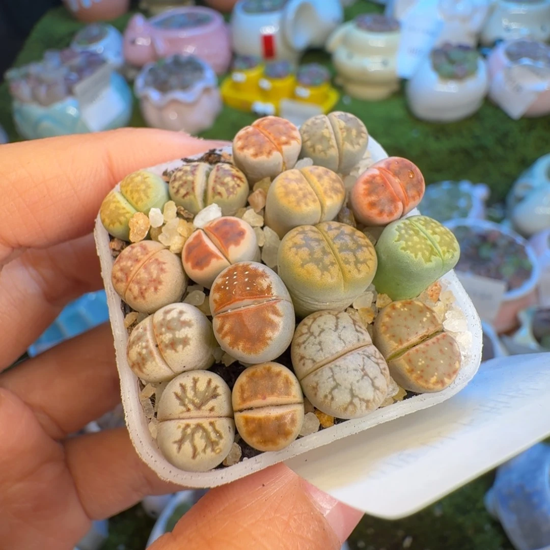 珠***辣多肉植物福利冲750