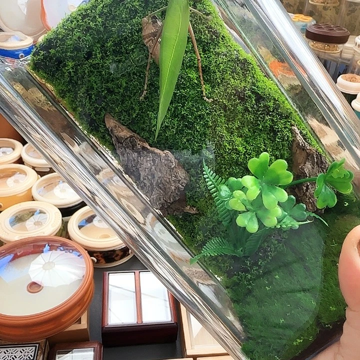 10/20盒子➕素背中须啊啊啊啊