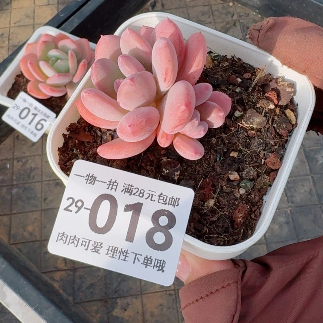 灰姑娘的无盆土发货无盆土发货无