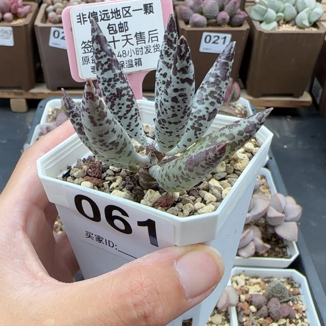 P****0061黑鹿多肉植物