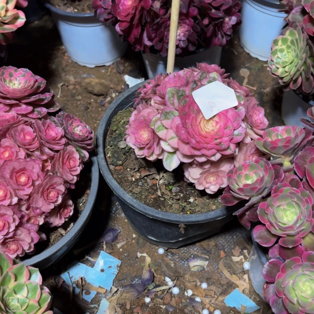 云南荔枝好看50号