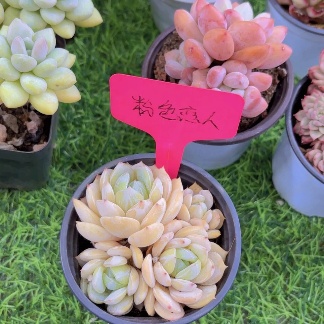 ⭐️**我的小可爱们都好可爱