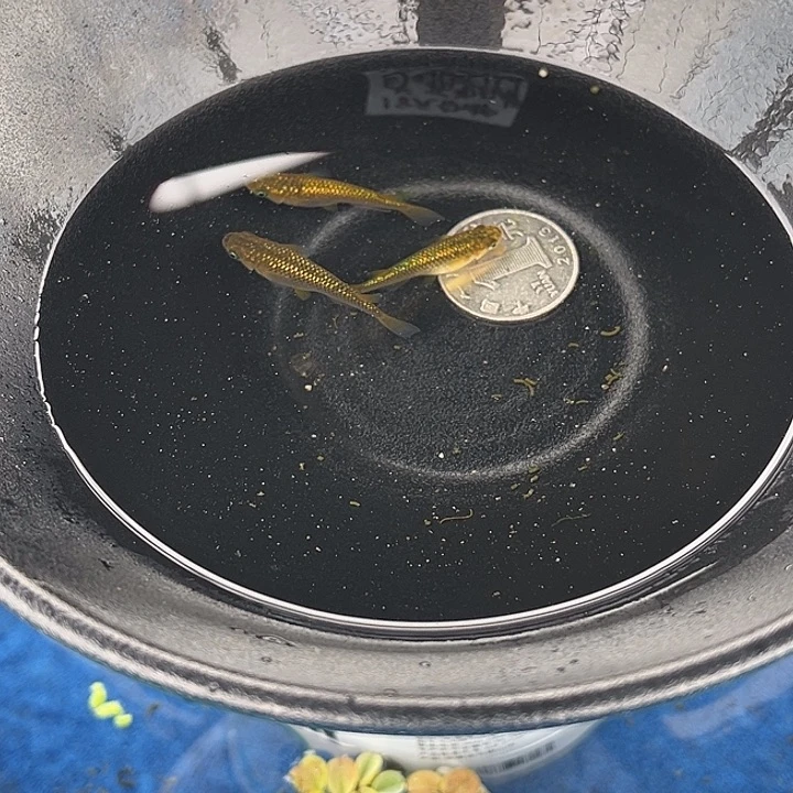 青鳉鱼秘密武器3条2号