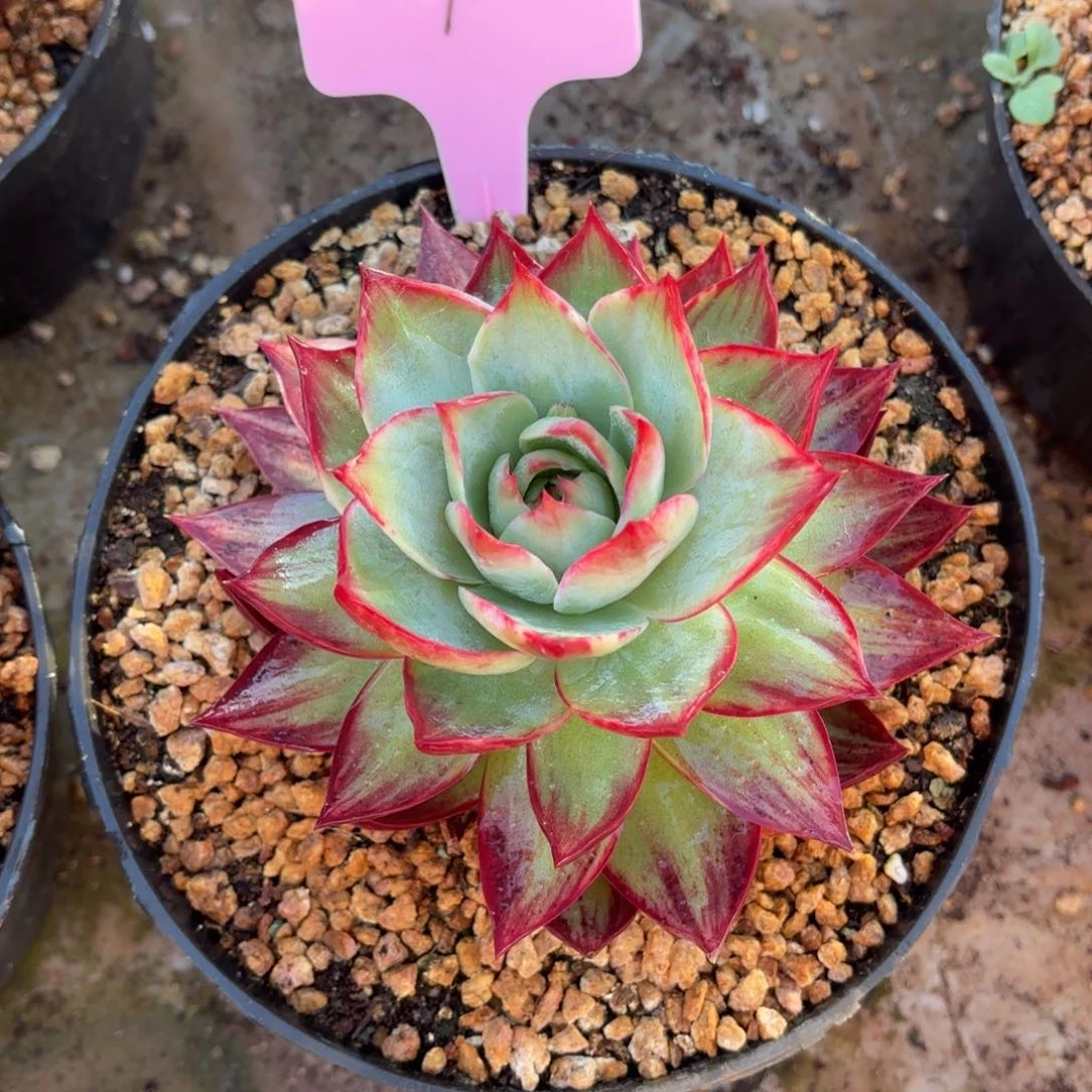 多肉植物惊鸿仙子1690