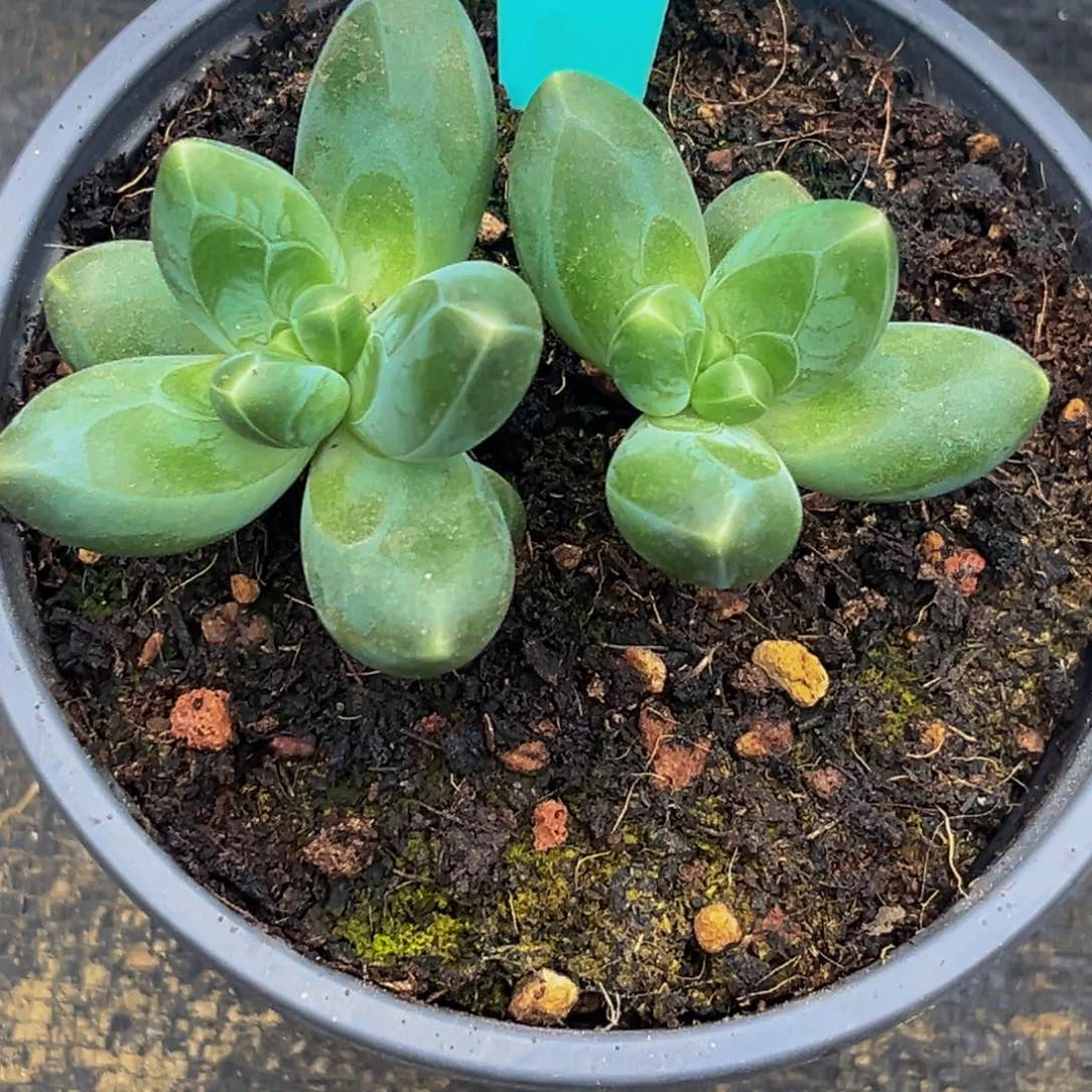 1523下午多肉植物群生