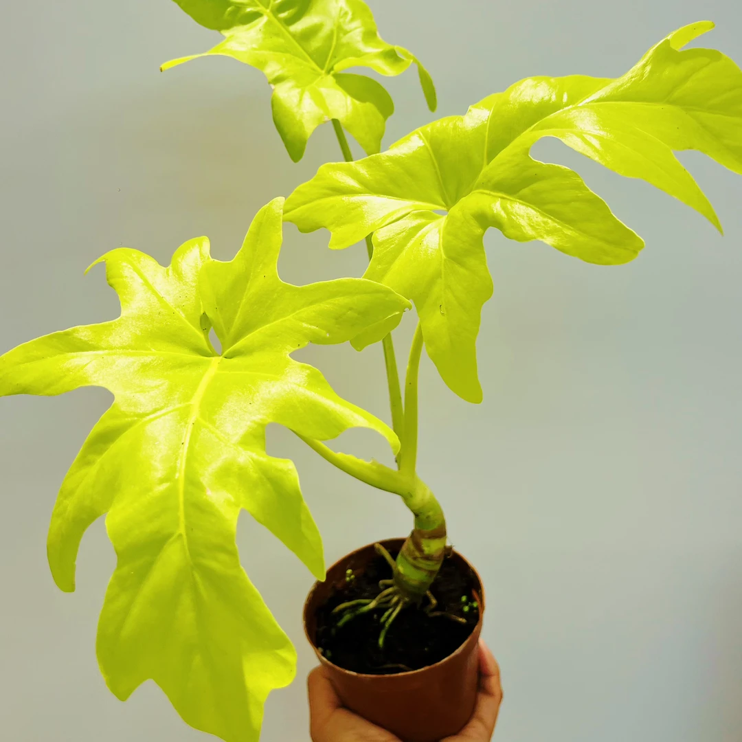 黄金春羽 瓦萨维奇蔓绿绒 3-4叶 家居观叶植物 好养好看 新手友好
