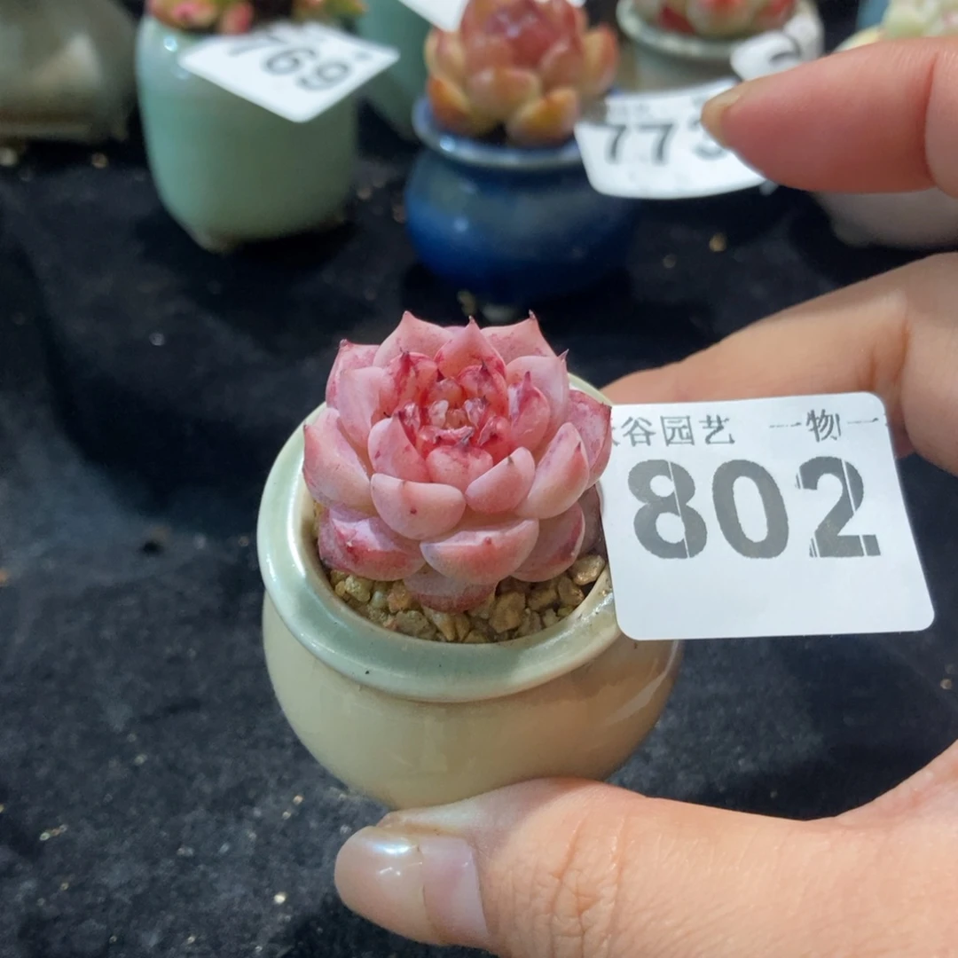 802糖心天鹅绒带盆土