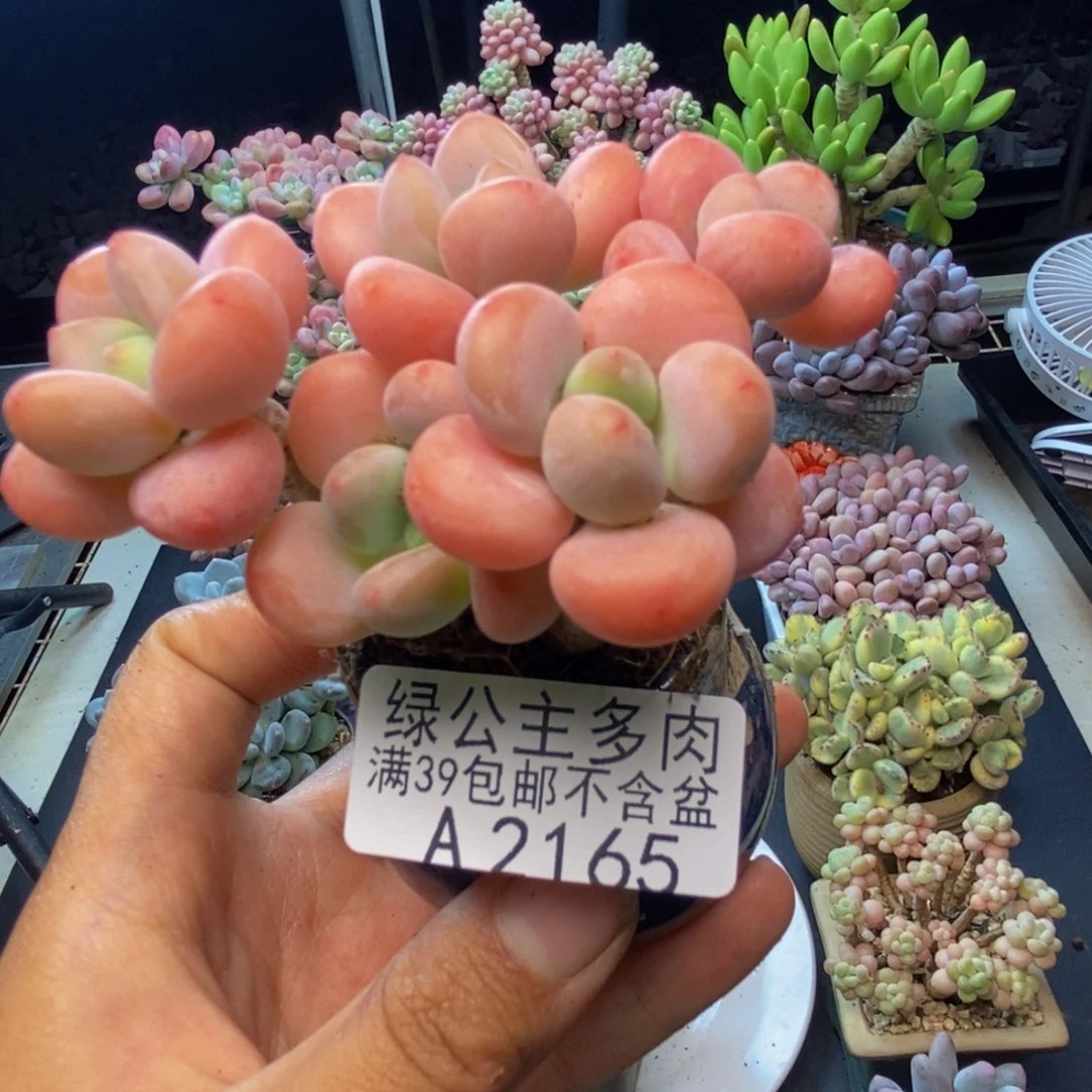 165橘子香水多肉6c m