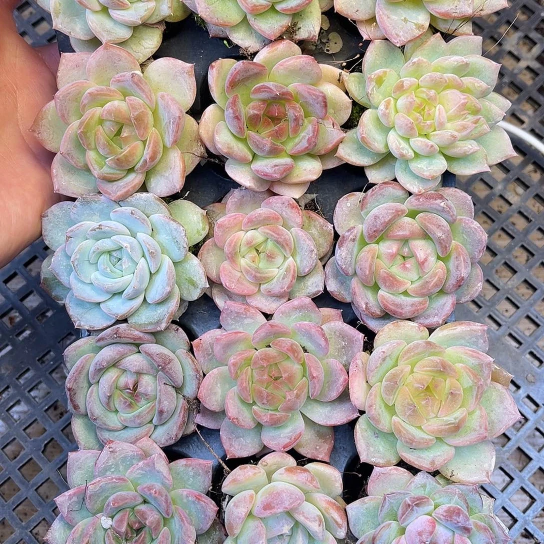 多肉一物一拍20-64