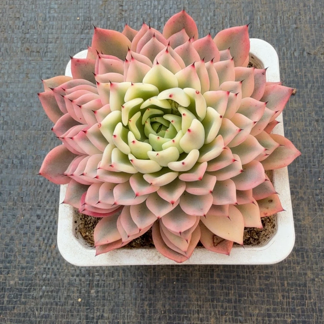 吉尔巴玫瑰锦锦上园艺一物一拍