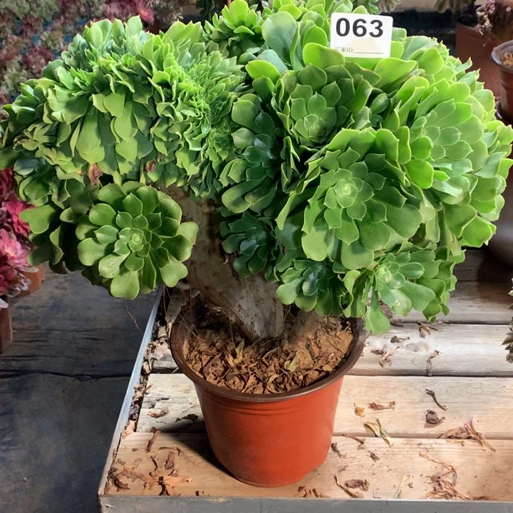063绿羊绒缀多肉法师