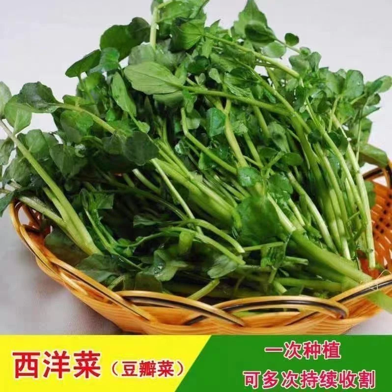 西洋菜种子豆瓣菜种籽四季种植水生非转基因蔬菜耐热菜庭院阳台种