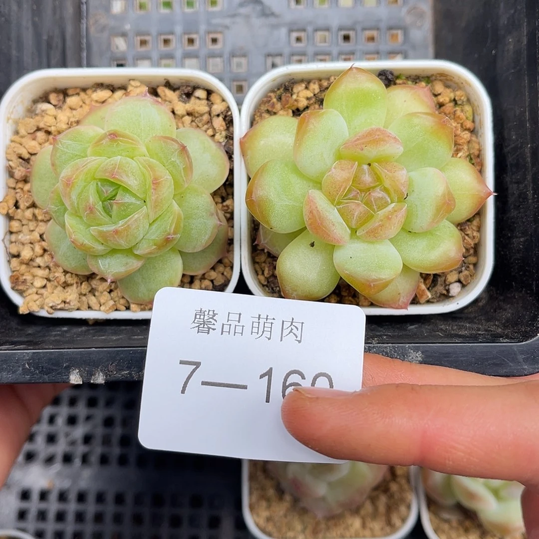 多肉一物一拍多肉7-160