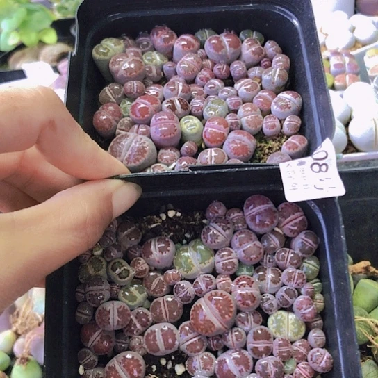 无花朵1008，10厘米盆两盆