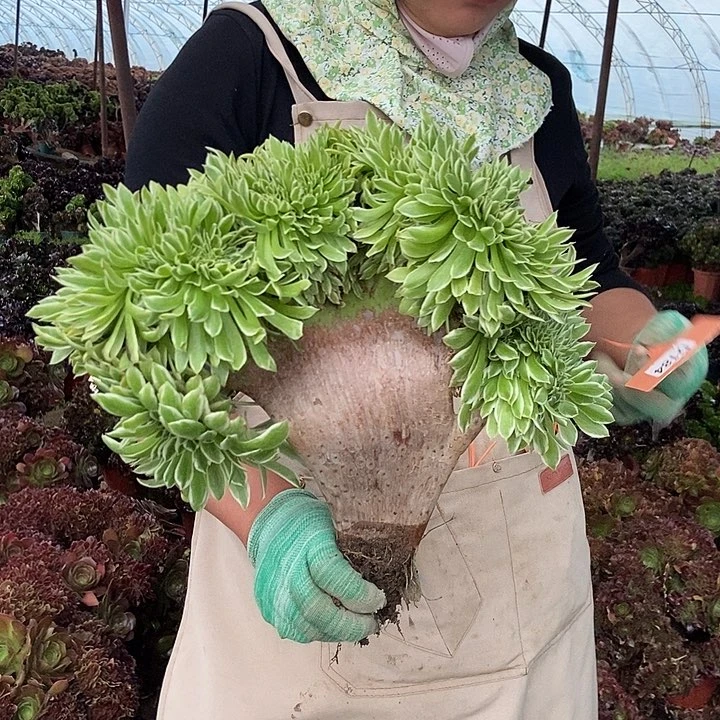 只****赵184碧浪老桩朵朵老桩