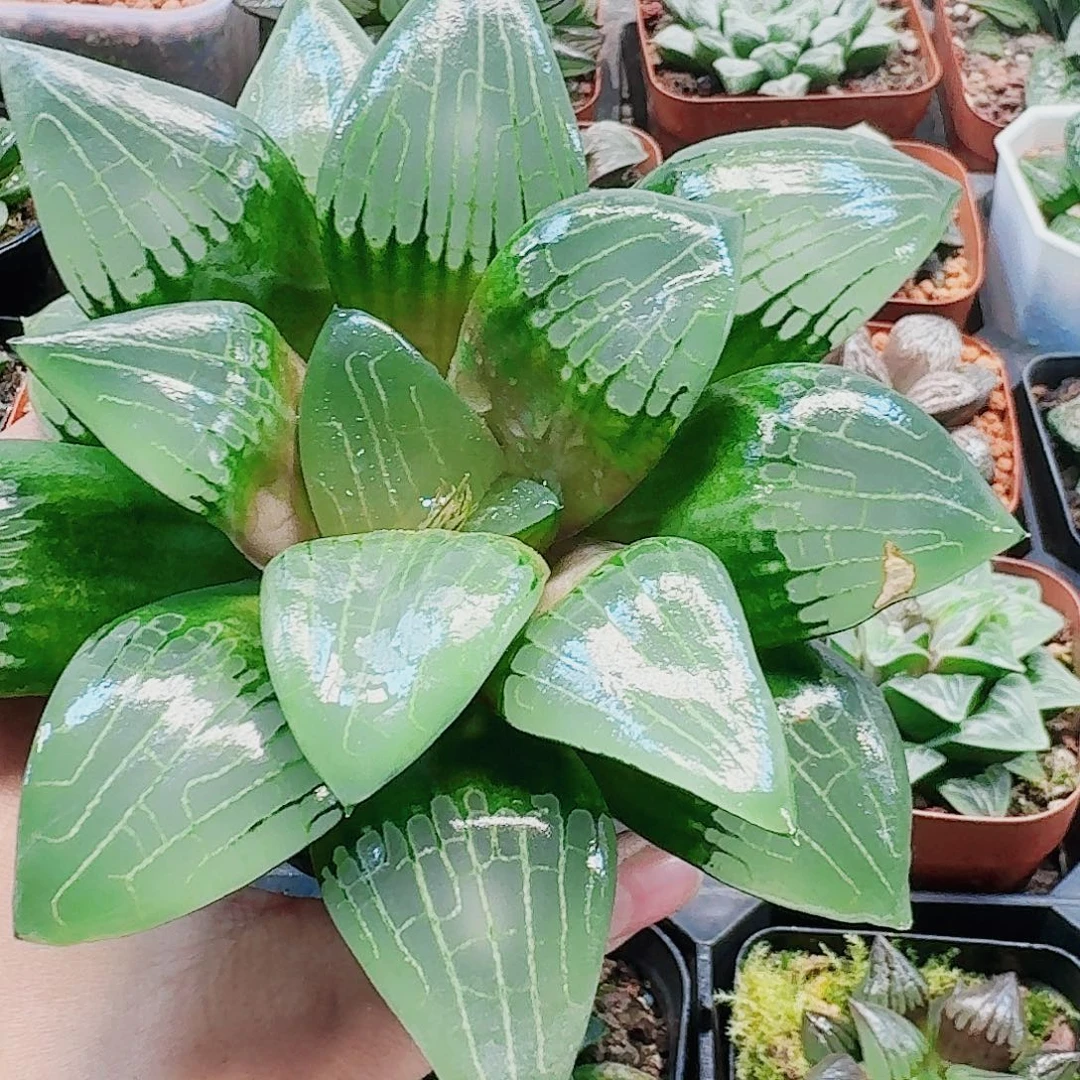 无花朵十二卷 阿房宫 开播福利