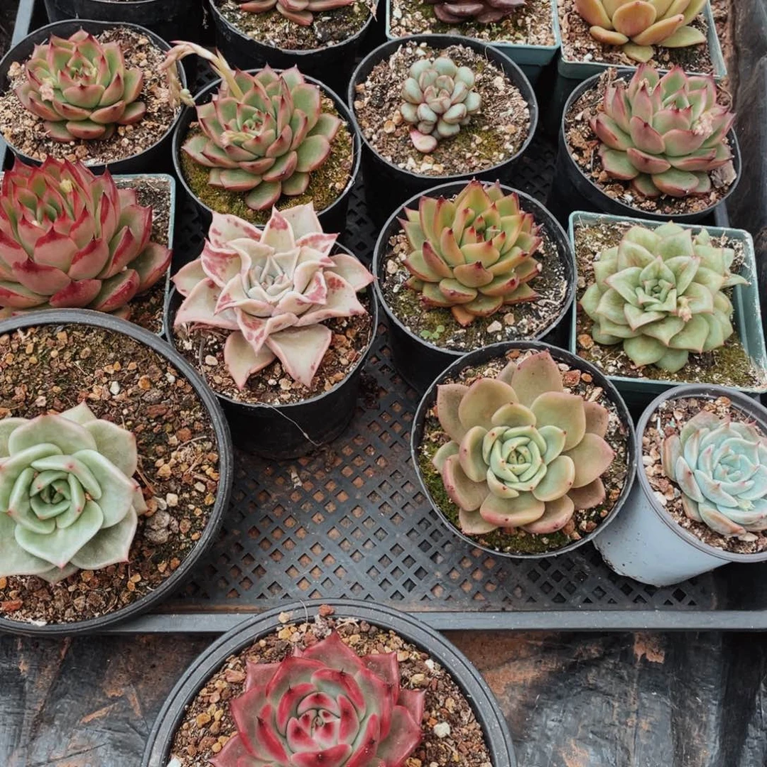 用****7图形学我佛了困02