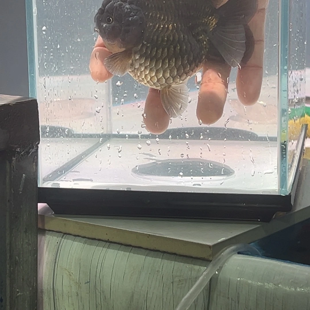 金鱼566685525846685559887