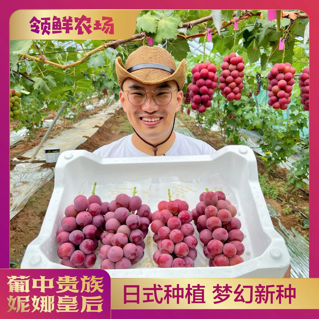 【顺丰包邮】新鲜采摘 稀有妮娜皇后葡萄 纯甜无籽高甜浓香回甘奶香