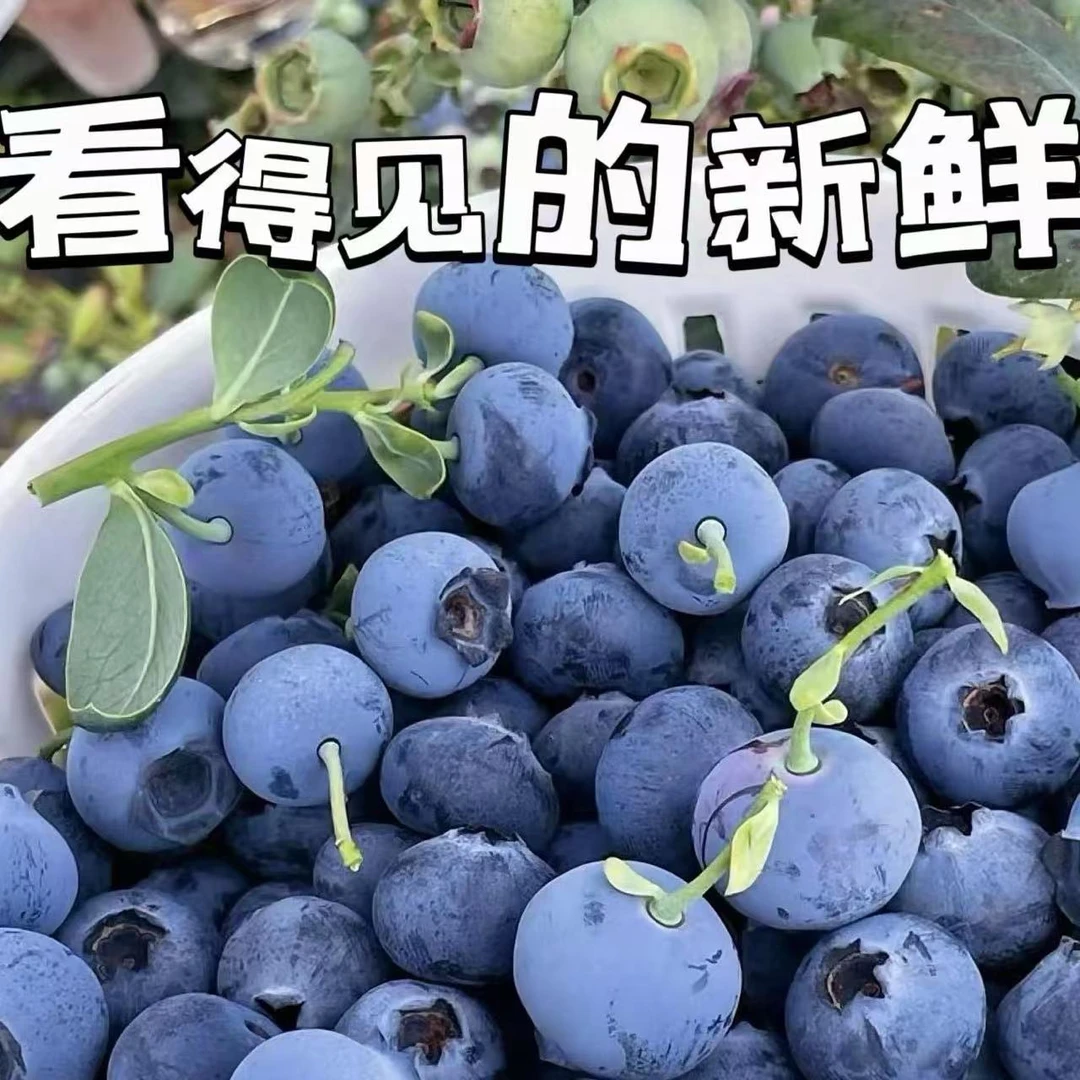 蓝Q/云南蓝莓/1.5斤/3斤 不同规格 15mm云南省