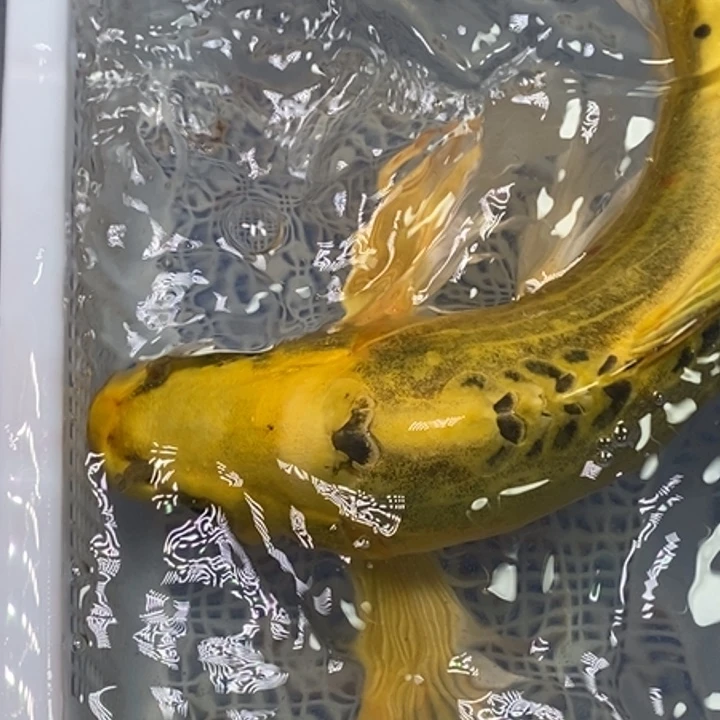 锦鲤冷水锦鲤（无开箱视频不售后）