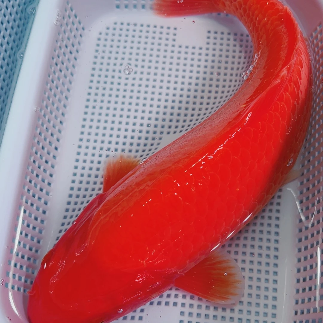 锦鲤锦鲤冷水鱼观赏