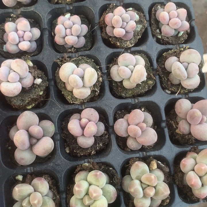 蛋黄。咖啡。樱花。韩版彩虹。 糖果 乘以4 包邮