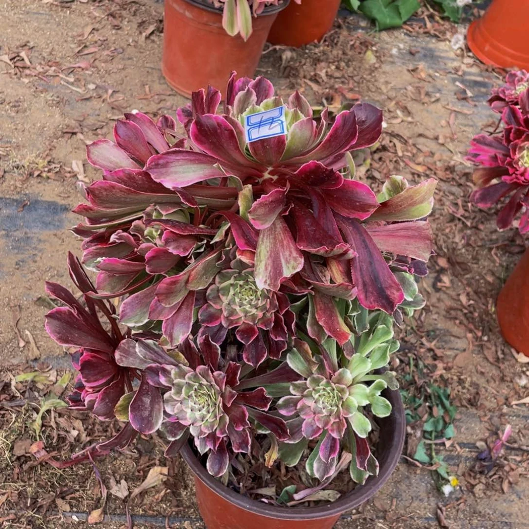 ℋ****毒眼鲜花老桩12