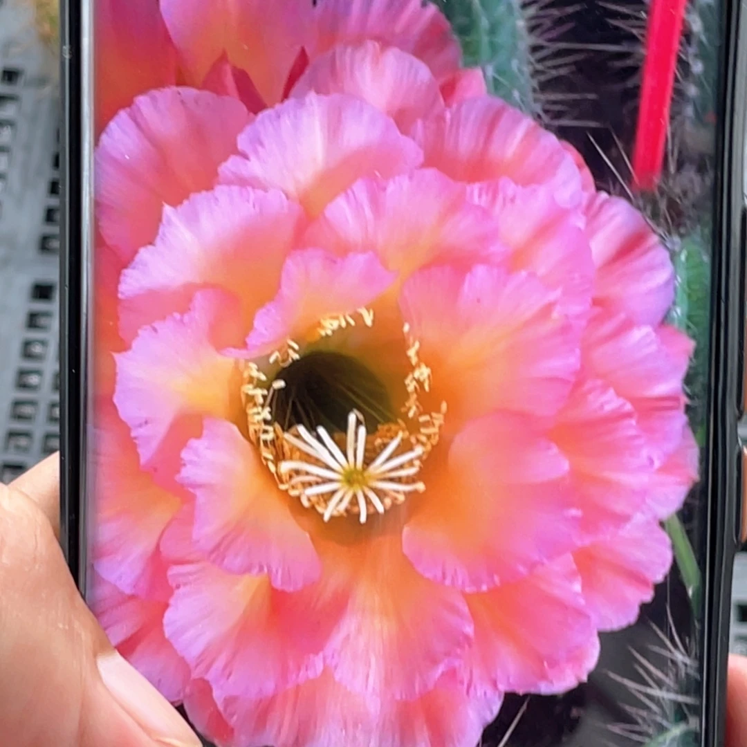 毛 3–106侧芽 歪 满20包邮高 8公分