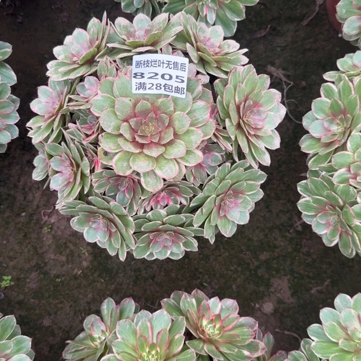 8205二号棚莲花座E